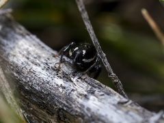 Heliophanus chovdensis