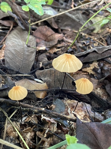 Marasmius siccus