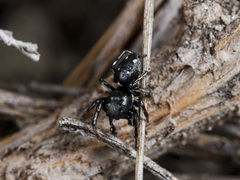 Heliophanus chovdensis