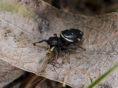 Heliophanus chovdensis
