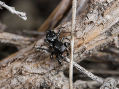 Heliophanus chovdensis