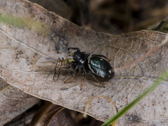Heliophanus chovdensis