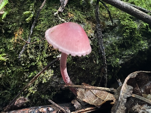 Mycena haematopus