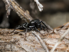 Heliophanus chovdensis