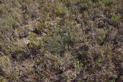 Elegia squamosa