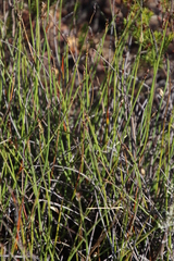 Elegia squamosa