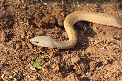 Cerrado Racer