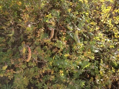 Pistacia terebinthus palaestina