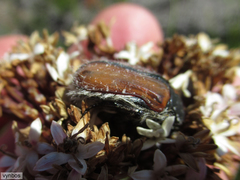 Trichostetha capensis hottentotta
