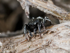 Heliophanus chovdensis