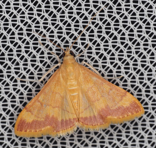 Golden Pyrausta Moth and Allies photo 5