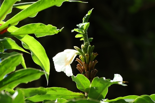 Dimerocostus strobilaceus (Dimerocostus strobilaceus)