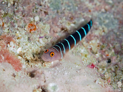 Ninelined Goby photo 2