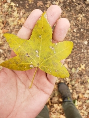 Liquidambar styraciflua