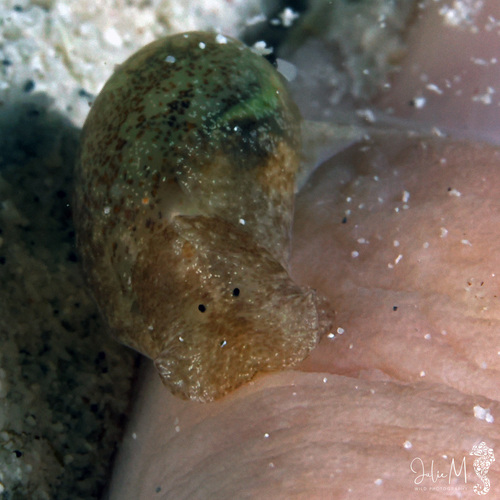 Haminoea succinea observed 2025-09-13