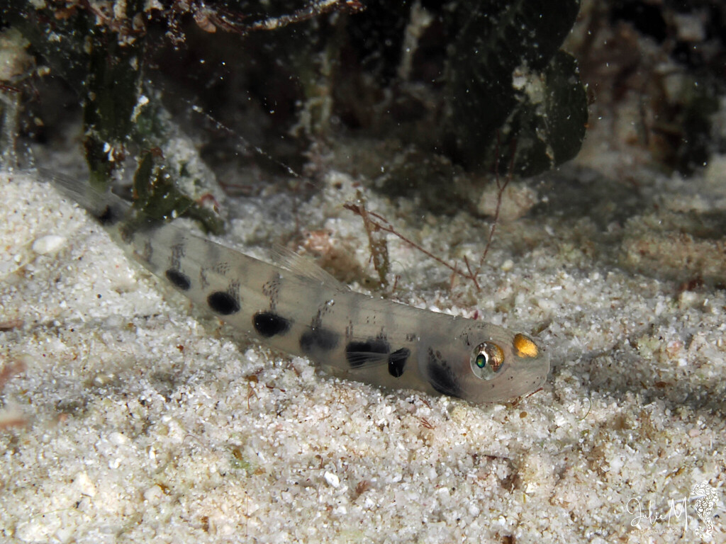 Suspicious lizardfish (Saurida suspicio) — Synodontidae