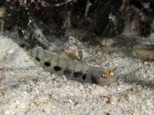Suspicious lizardfish (Saurida suspicio) — Synodontidae