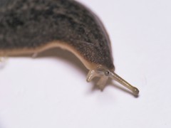 Phyllocaulis soleiformis