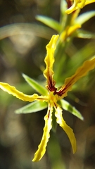 Pelargonium longifolium