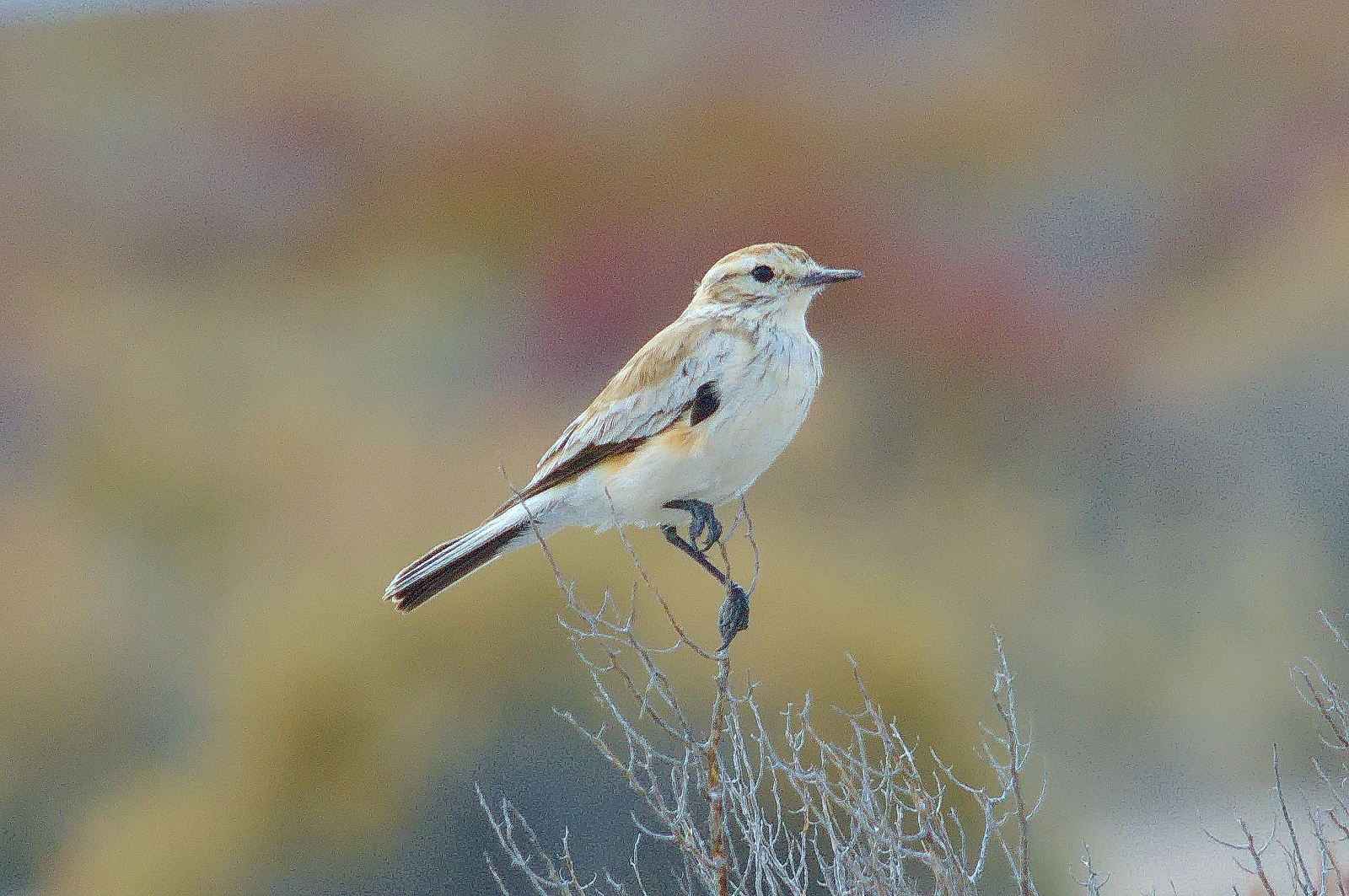 Salinas Monjita (Neoxolmis salinarum), photo 5