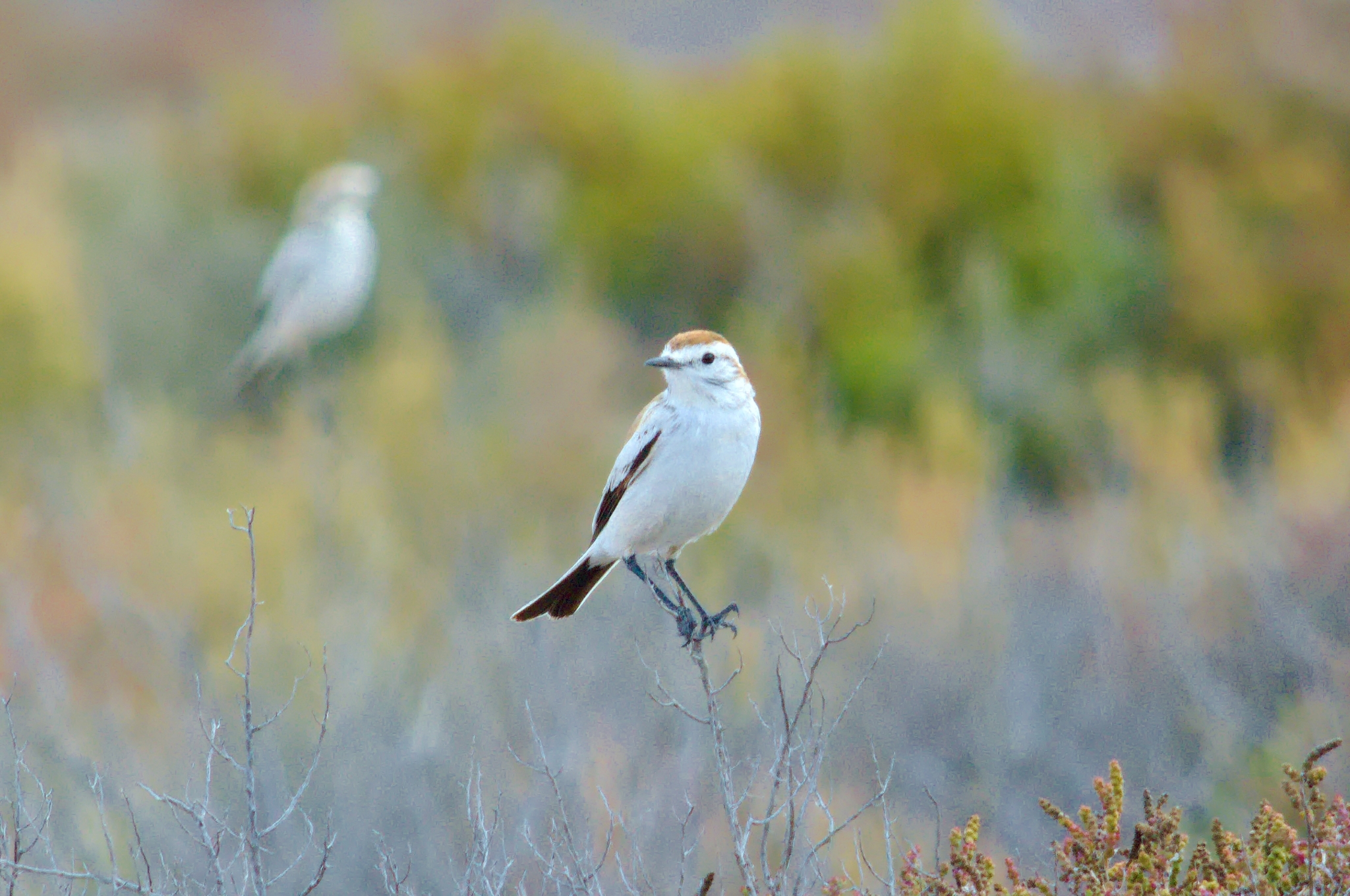 Salinas Monjita (Neoxolmis salinarum), photo 6