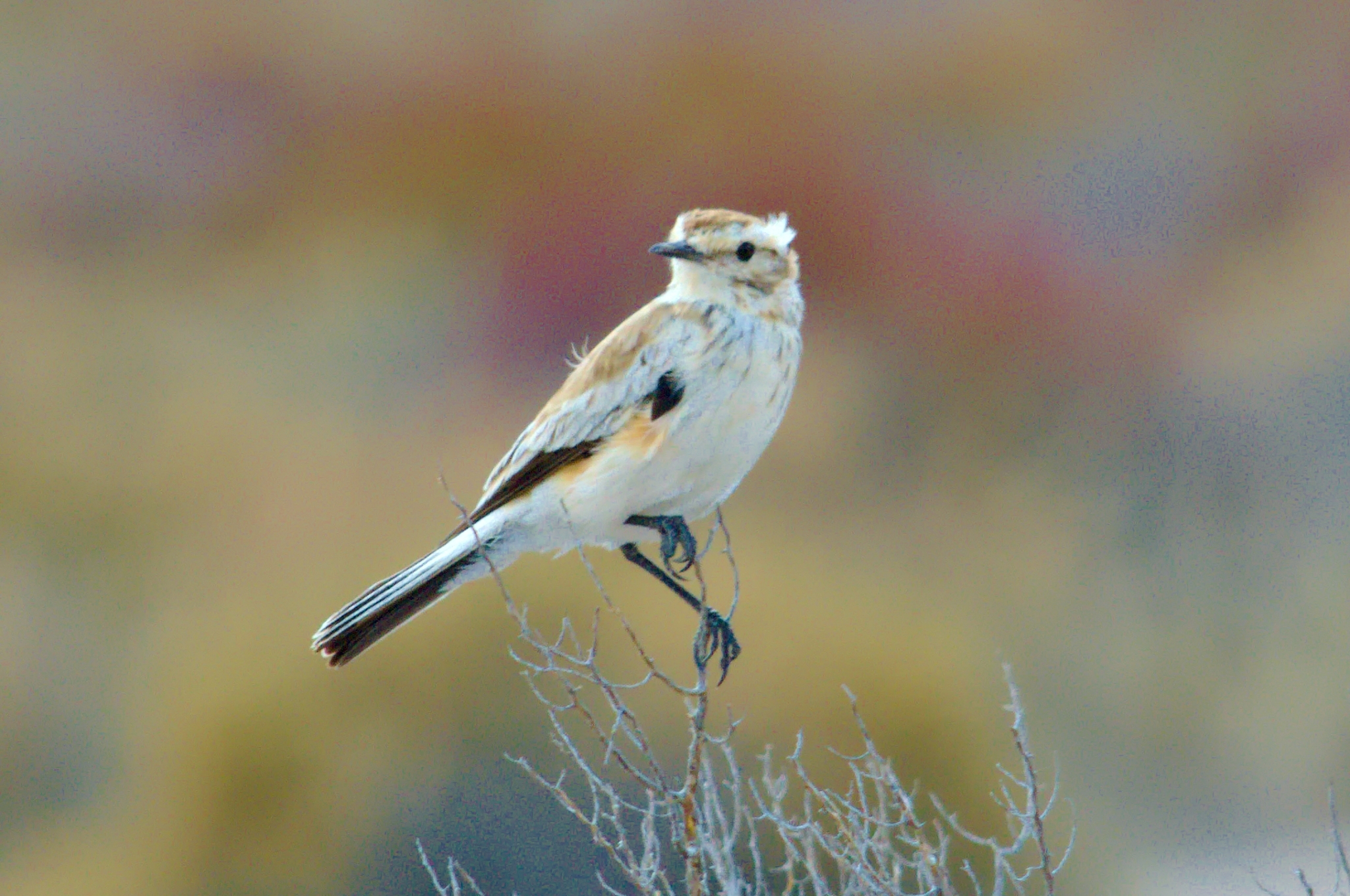 Salinas Monjita (Neoxolmis salinarum), photo 7