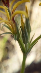 Pelargonium longifolium