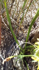 Pelargonium longifolium