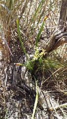 Pelargonium longifolium