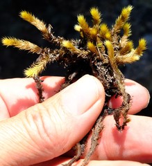 Breutelia substricta