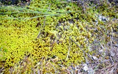 Breutelia substricta