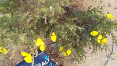 Aspalathus rycroftii