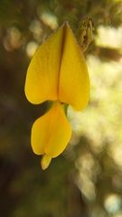 Aspalathus rycroftii