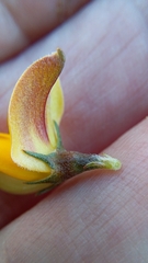 Aspalathus rycroftii