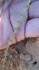 Aspalathus rycroftii