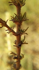 Aspalathus rycroftii