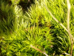 Flexitrichum gracile