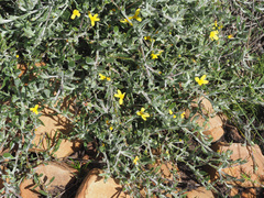 Osteospermum ciliatum