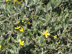 Osteospermum ciliatum