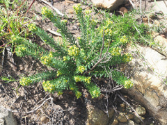 Euphorbia genistoides