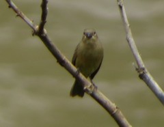 Sporophila nigricollis