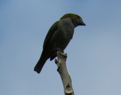 Euphonia chrysopasta