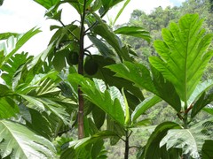 Artocarpus altilis