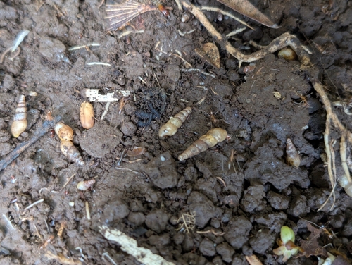 Subulina octona observed 2025-09-15