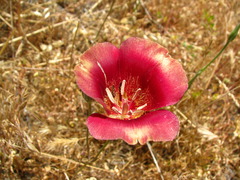 Calochortus venustus
