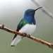 White-necked Jacobin - Photo (c) The Lilac Breasted Roller, some rights reserved (CC BY)