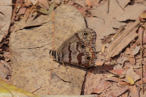 Atlanteuptychia ernestina