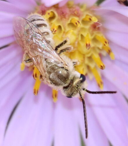 Sweat Bee photo 2