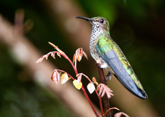 White-Necked Jacobin photo 3