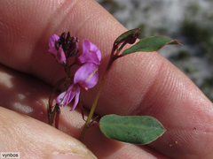 Indigofera ovata